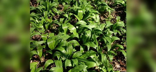 Bärlauch in Ellmosen nähe Bad Aibling