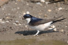 Mehlschwalbe beim Nestbau. Foto: Dr. Christoph Moning (NABU e.V.)